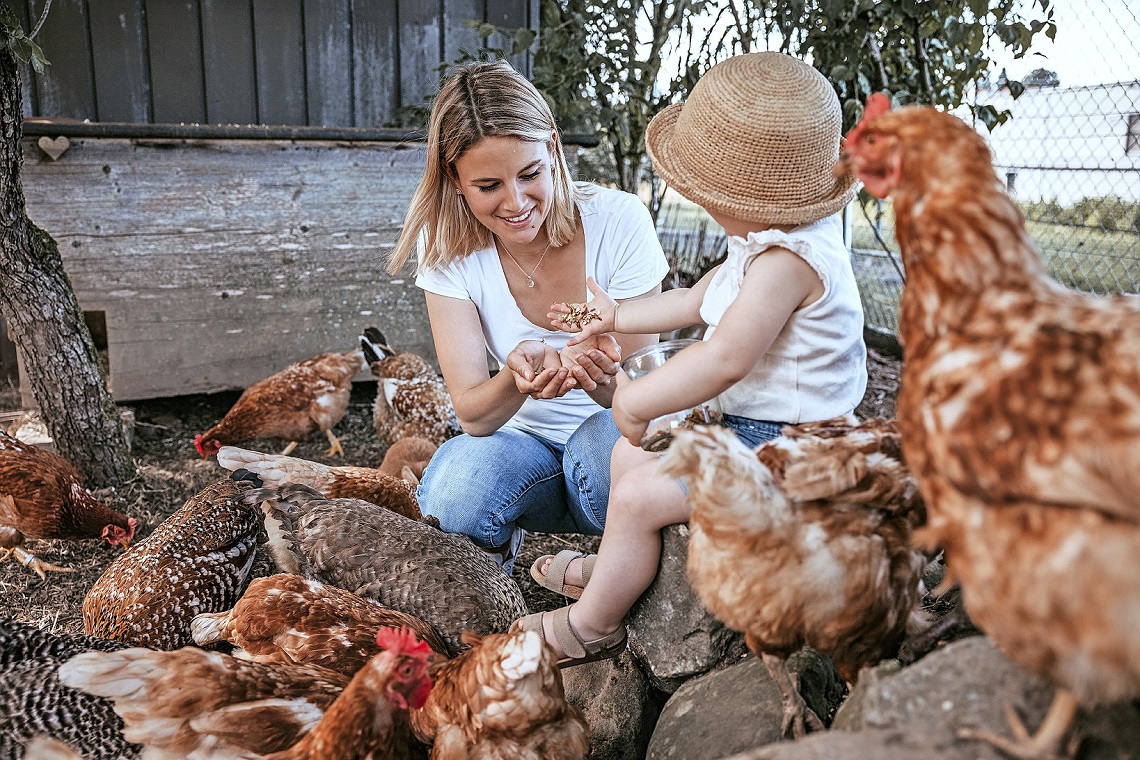 35 Hühner müssen gefüttert werden, bald sucht Simone für 650 Legehennen Abnehmer. (Foto: Nadja Bossi)